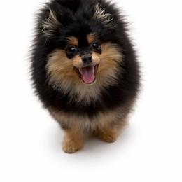 Blossom - Black and tan female Pomeranian puppy in Orange Grove, Texas from Davis Poms