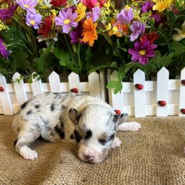 Blue Merle Female - Blue merle female Miniature American Shepherd puppy in Cowlitz County, Washington from Pleasant Woods Miniature American Shepherds