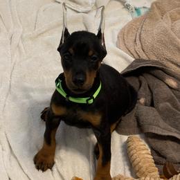 Green Collar was Burgundy Collar - Black and rust female Doberman Pinscher puppy in Lake City, Florida from Paintedcrazy Doberman Pinchers