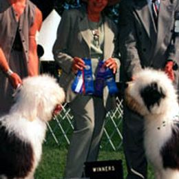 Old English Sheepdogs from Lambluv