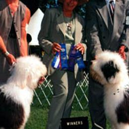 Old English Sheepdogs from Lambluv