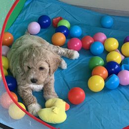 Goldendoodle Puppies from Grace of God Goldendoodles