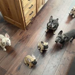 French Bulldog Puppies from Blue Lotus Frenchies