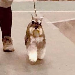 Maisel - Miniature Schnauzer