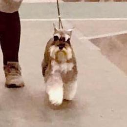 Maisel - Miniature Schnauzer