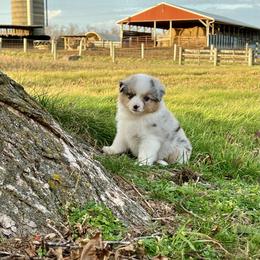 Rain - Blue merle female Miniature American Shepherd puppy in Kentucky from Kidd’s Miniature American Shepherds
