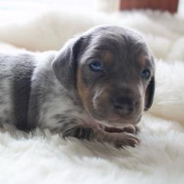 Jerry - Blue and tan male Dachshund puppy in Morrow, Ohio from Courtney’s Colorful Doxies