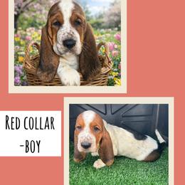 Boy 1 - Black brown and white male Basset Hound puppy in Knoxville, Tennessee from Jen's Bassets