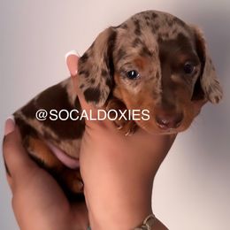 Dachshund Puppies from Socaldoxies