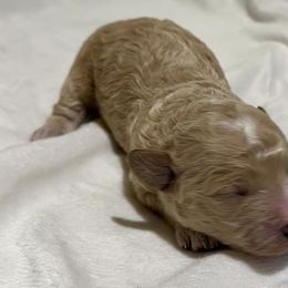 Cavachon and Cavapoochon Puppies from Forever Puppies 4U