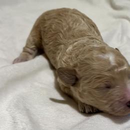 Cavachon and Cavapoochon Puppies from Forever Puppies 4U