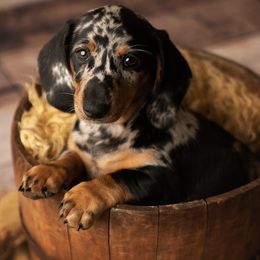 Dachshunds from Backwoods Standard Dachshunds