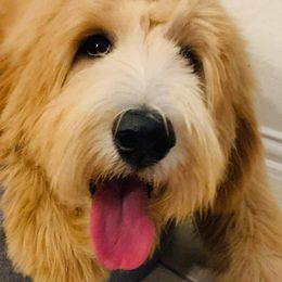 Bernedoodles and Goldendoodles from The Smith Doodle Crew