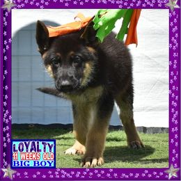 LOYALTY - Black and red male German Shepherd puppy in Murrieta, California from Diamond Oaks German Shepherds
