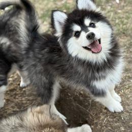 Valentine - Tri-color male Pomsky puppy in Lewiston, Minnesota from Family Pomsky