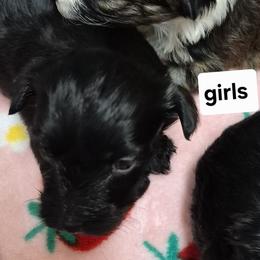 Havanese from Darrtfarms
