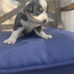 Australian Shepherd Puppies from J&J Aussies