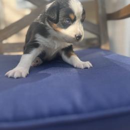 Australian Shepherd Puppies from J&J Aussies