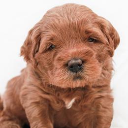 Buttons - Red  male Goldendoodle puppy in Spartanburg, South Carolina from Sunset Cove Goldendoodles