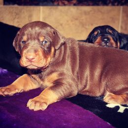 Doberman Pinscher Puppies from Franklin Dobermans