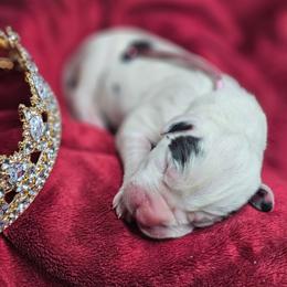 Princess Catherine - Harlequin female Great Dane puppy in Brookings, South Dakota from Debonair Danes