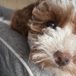 Cavapoos from Smiths Fluffy butts