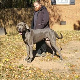 Enzo - Great Dane