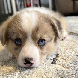 Ridge(Merle Brindle,Fluff carrier and Bluie Clear) - Brindle merle and white male American Corgi puppy in Scottown, Ohio from Wyndy Ridge Corgis