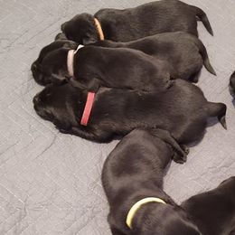 Labrador Retrievers from 3 Springs Kennel