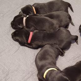 Labrador Retrievers from 3 Springs Kennel