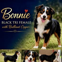 Bonnie - Miniature Australian Shepherd