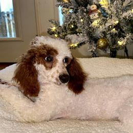 Sugar - Poodle