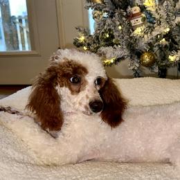 Sugar - Poodle