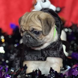 Lily - Pug