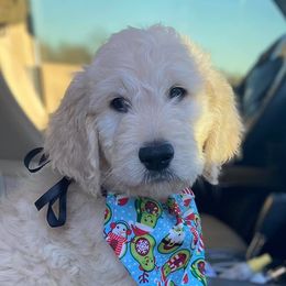 Goldendoodles from Goldieluxe Farms