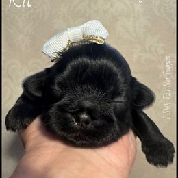 Kit - Black female Shih Tzu puppy in Beatrice, Nebraska from I Shih Tzu Not Puppies