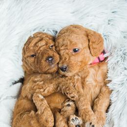 Goldendoodle Puppies from Deer Valley Doodles