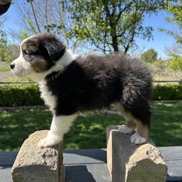 Australian Shepherd Puppies from Star Aussies