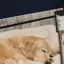 Golden Retriever Puppies from Southern Golden Retrievers