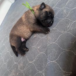 Mulligan - Fawn male Belgian Malinois puppy in East Freedom, Pennsylvania from CR Belgian Malinois