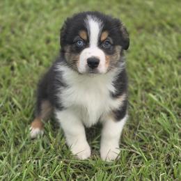 Boy 2 - male Australian Shepherd puppy in Lakeland, Florida from Diamond P Australian Shepherds