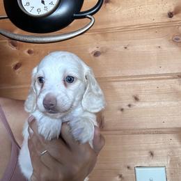 Boy 2 - Cream male Dachshund puppy in Cheyenne, Wyoming from Great Basin Hounds