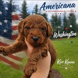 Washington - Red  male Goldendoodle puppy in Ashton, Idaho from Kerr Kanine Ranch