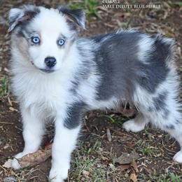 Cobalt - Blue merle male Miniature Australian Shepherd puppy in Patterson, North Carolina from DreamLine Aussies