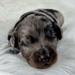 BMF2 - Blue merle female Aussiedoodle puppy in Prague, Oklahoma from Classic K9’s  Aussies & Doodles