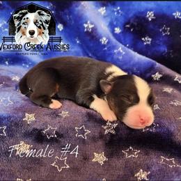 Girl 4 - female Australian Shepherd puppy in Harpers Ferry, Iowa from Wexford Creek Aussies, LLC