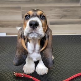 Puppy Boys - Black white and tan male Basset Hound puppy in Centralia, Missouri from TopCrop Bassets