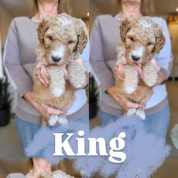 King - Brown and white male Bernedoodle puppy in Wagener, South Carolina from Noble Friend Breeders LLC