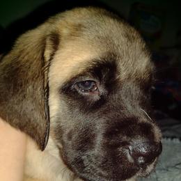 Mastiff Puppies from Angela's Mastiffs
