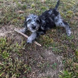 John Quincy Adams - Blue merle male Aussiedoodle puppy in Asheboro, North Carolina from Stellar Aussies